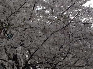 桜満開〓